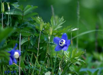 02.06.04礼文島オダマキ