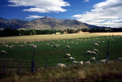 ﾆｭｰｼﾞｰﾗﾝﾄﾞ