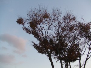 DSCF8416.jpg　紅葉