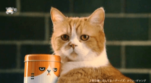 d31e3e7a6dbb0b47e84f889c426e0960-1