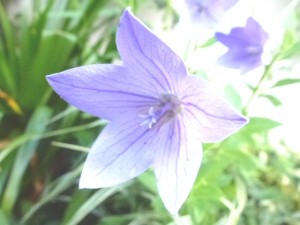 P1040173 - コピー