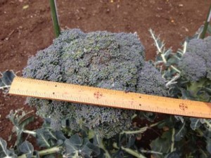 burokkorif0145106_08189