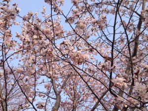 2015.4.27-sakura-1