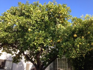 写真 3 のコピー