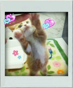 ペットショップの猫ちゃんと ちょっと遊んで来ました♪ 札幌(オンライン会員)　シャイン