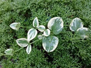 _20160820_200004.JPG image