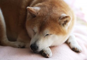140220shibainu