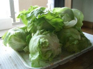 6月11日沢山のレタス