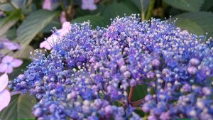 IMG_20170608_175206HD.jpg image