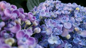 IMG_20170608_175457HD.jpg image