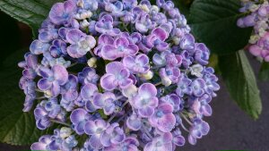 IMG_20170608_175549HD.jpg image