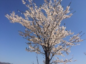 CE12B4A9-9BD2-4E03-B142-50CF6A0E8287iphone_photo